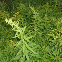 Solidago canadensis L.